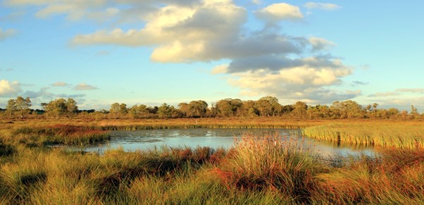 Clara Bog in Co Offaly - wet bogland with a blue cloudy sky